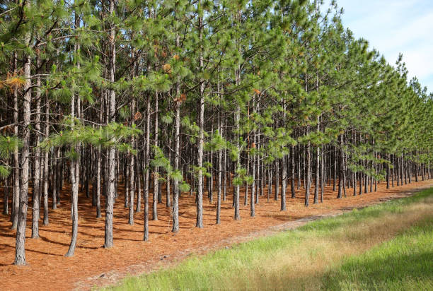 Aerial view of pine forestry site