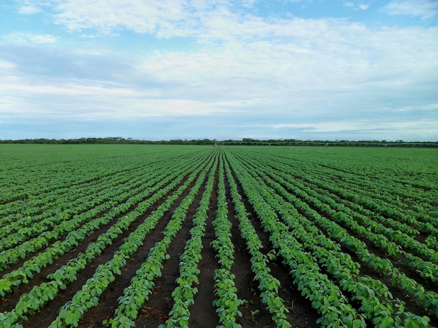 Aerial view of row crops being sprayed
